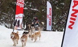 Wing-Banners-Royal-Canin